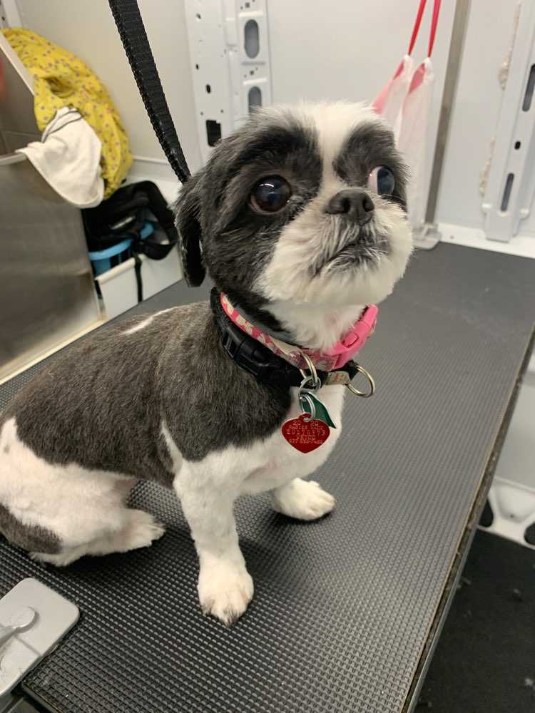 Santana