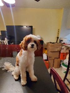Dog Pet Photo