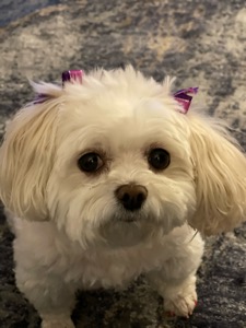 Pet