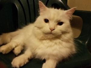 Pet