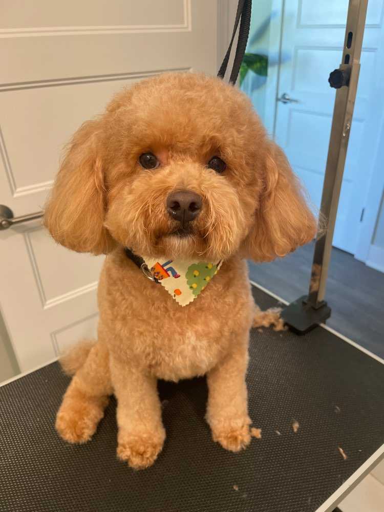 Dog Pet Photo