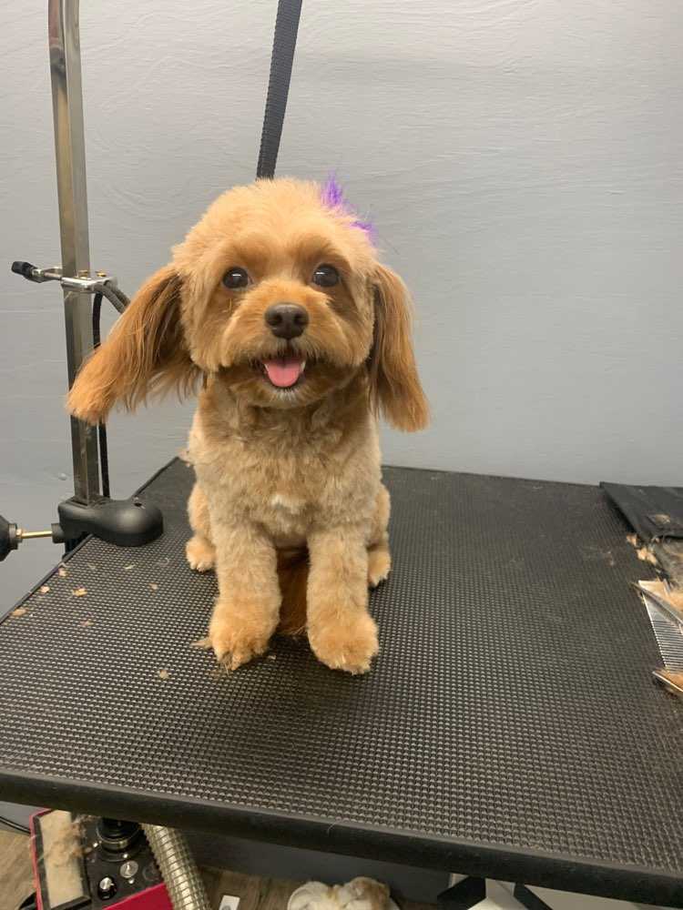 Rosie