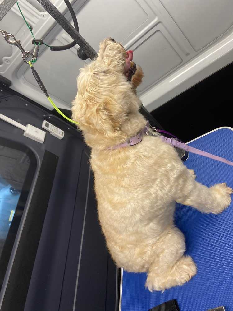 Harlow