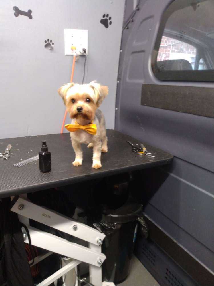 Dog Pet Photo