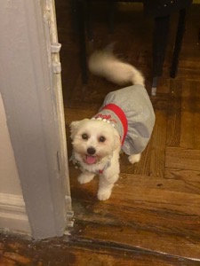 Dog Pet Photo