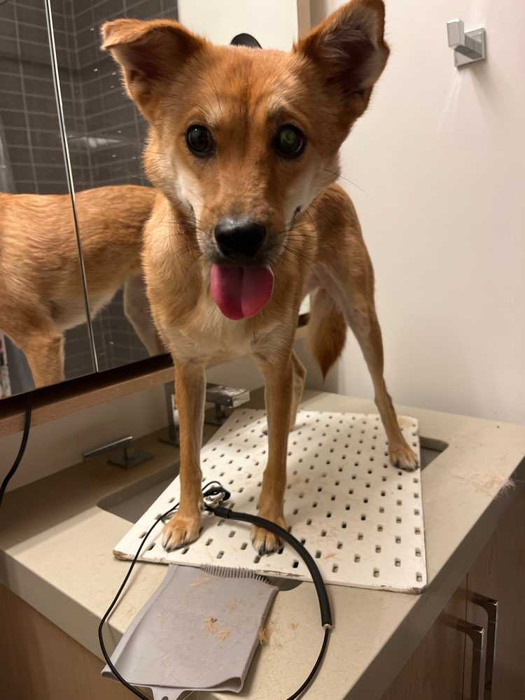 Pet