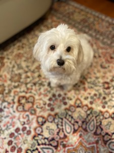 Wally