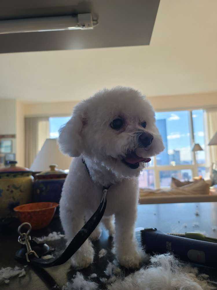 Dog Pet Photo