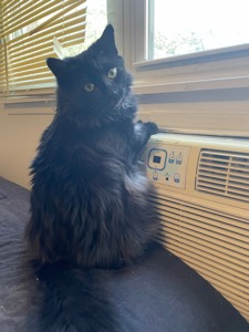 Loki