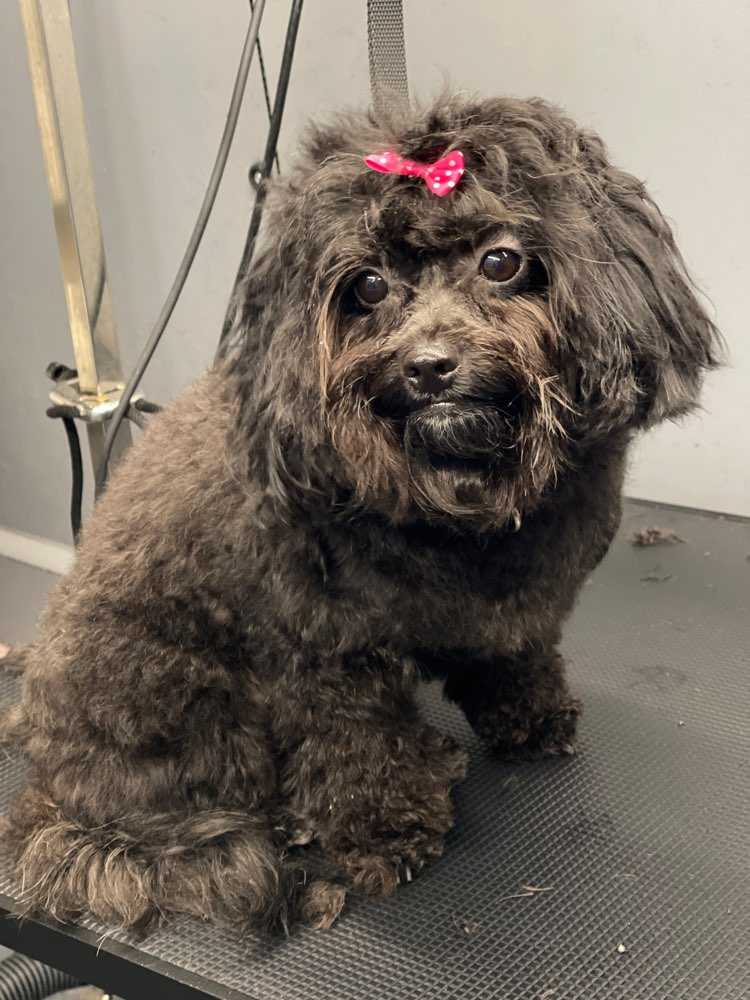 Dog Pet Photo