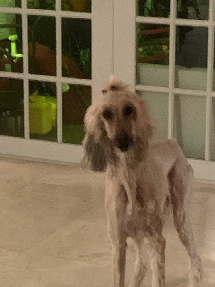 Boo