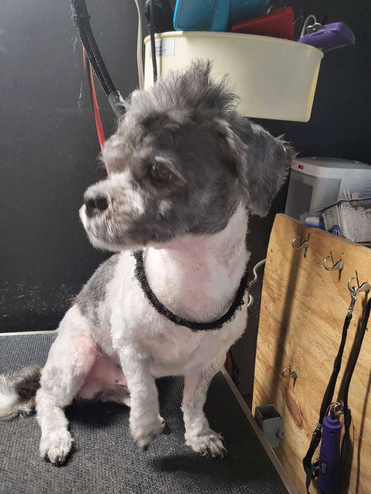 Pet