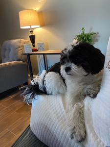 Milo
