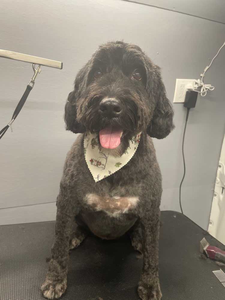 Scout