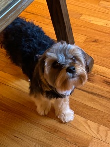 Bailey