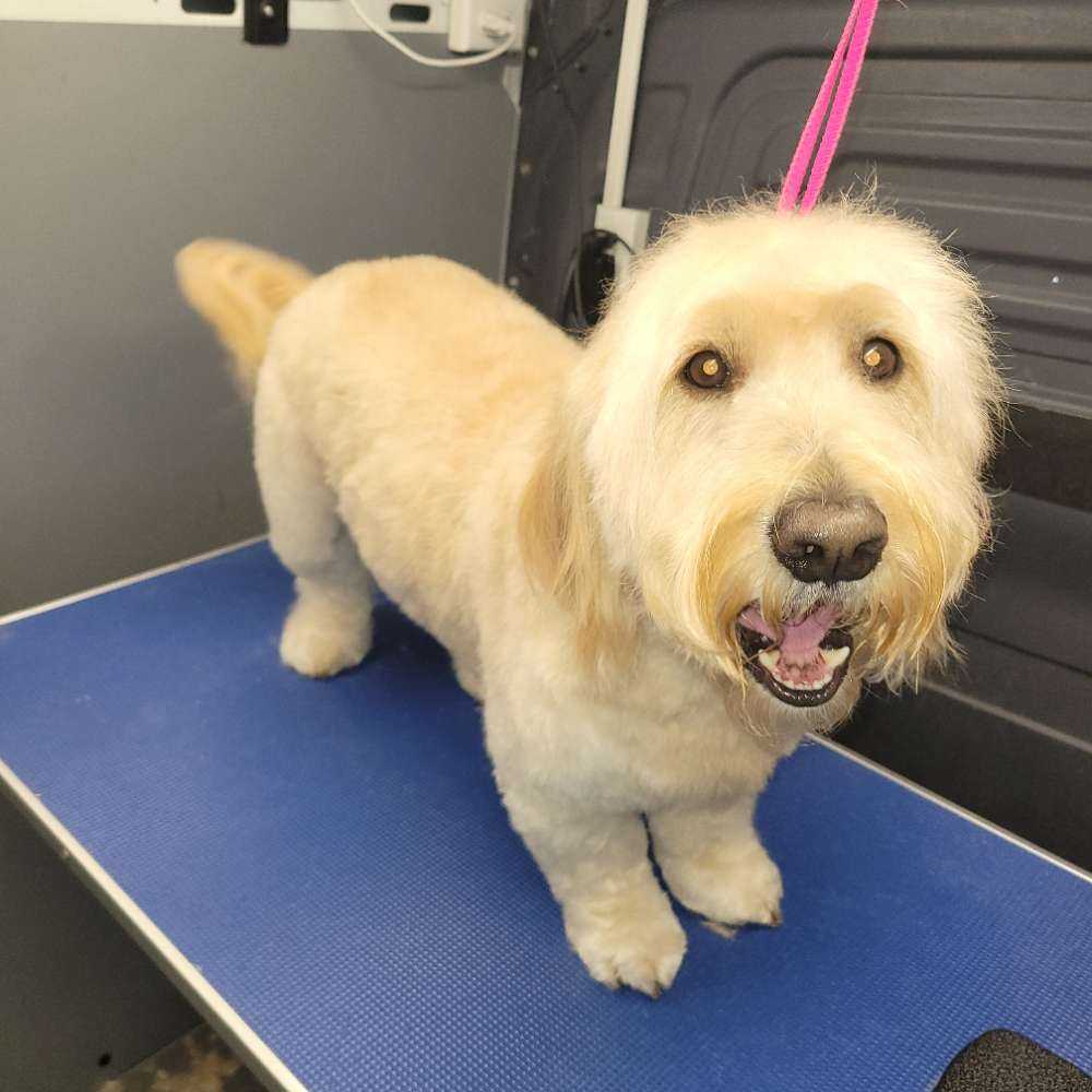 Ollie
