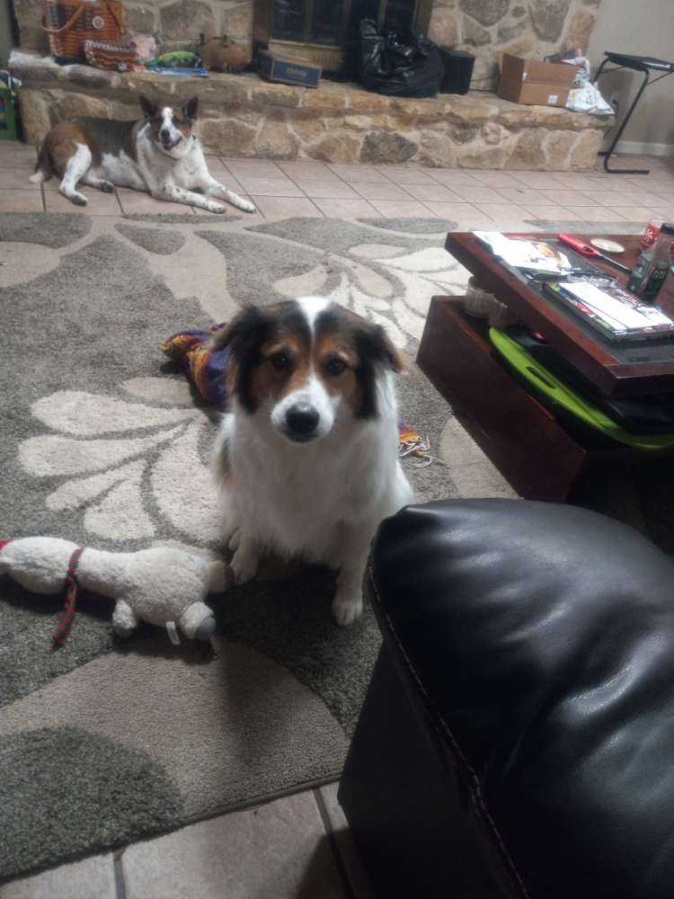 Phoebe