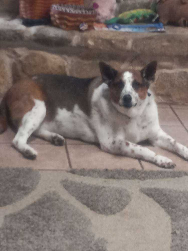Hank