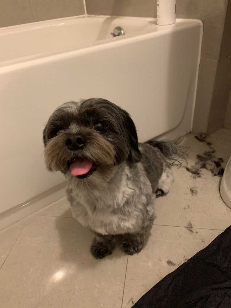 Dog Pet Photo