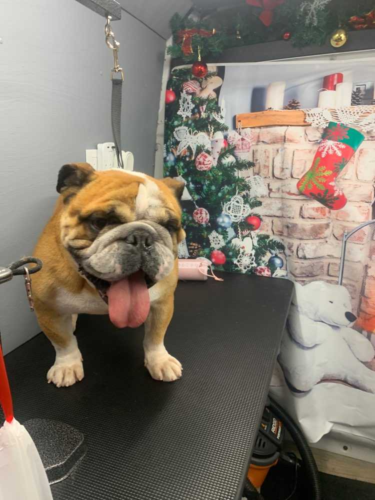 Chubster