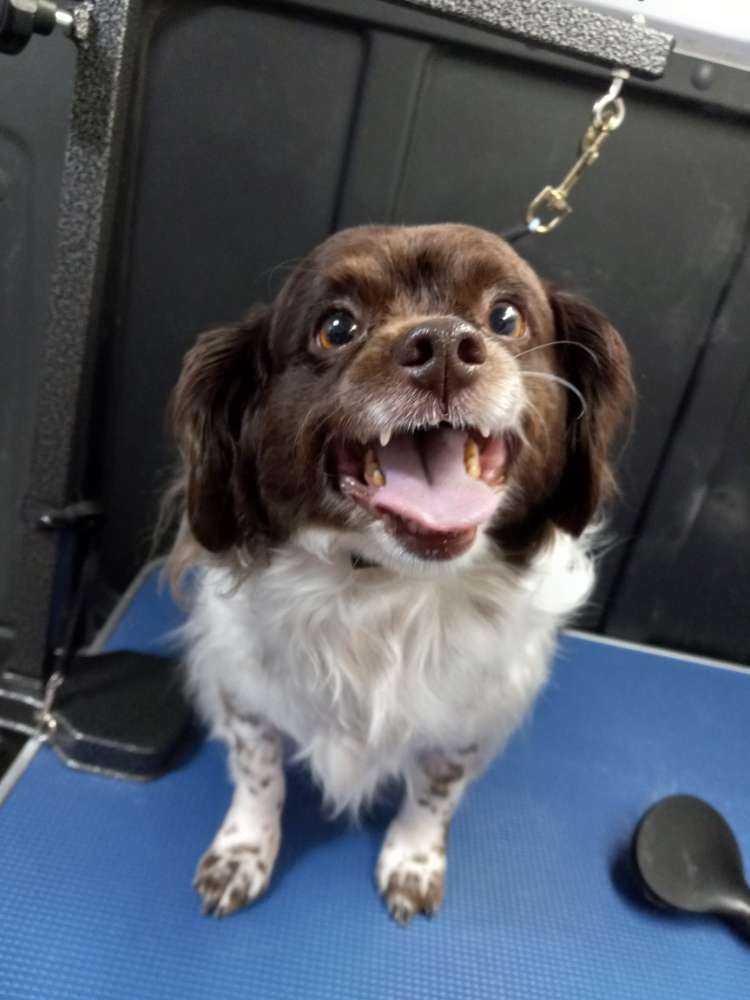 Benji