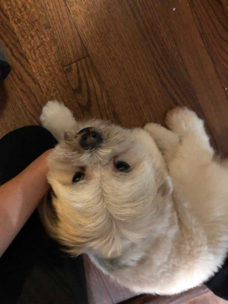 chewby