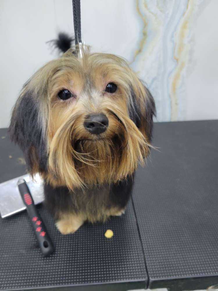 Chewie