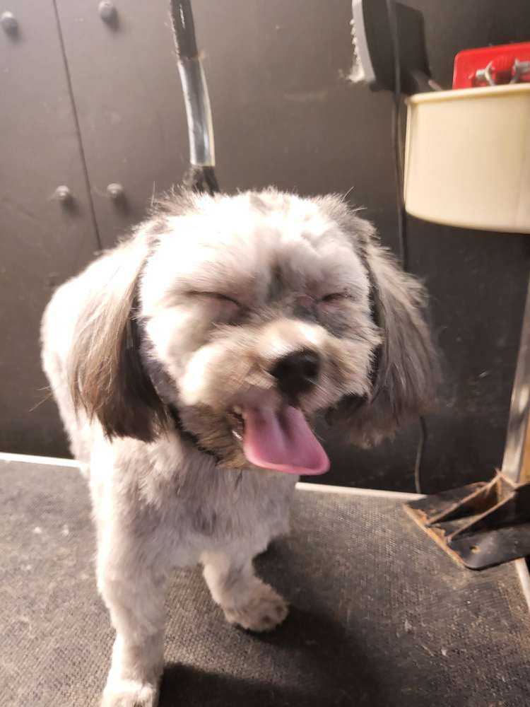 Dog Pet Photo