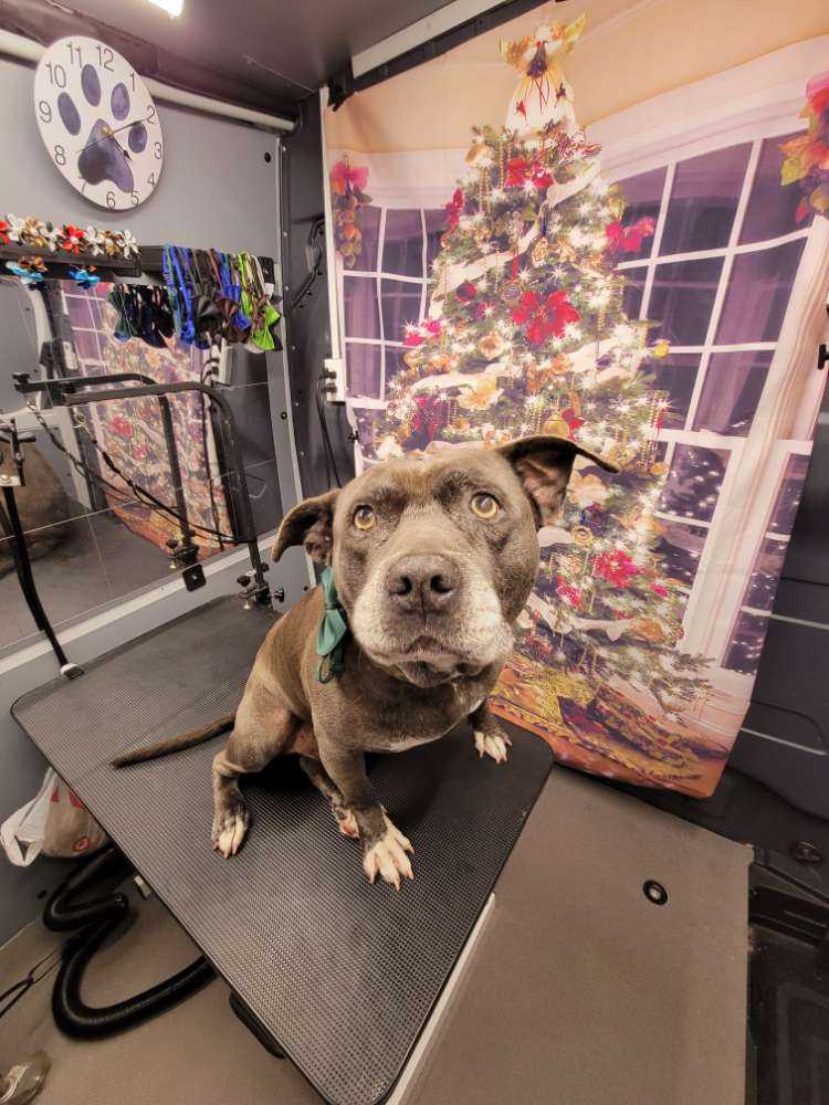 Dog Pet Photo