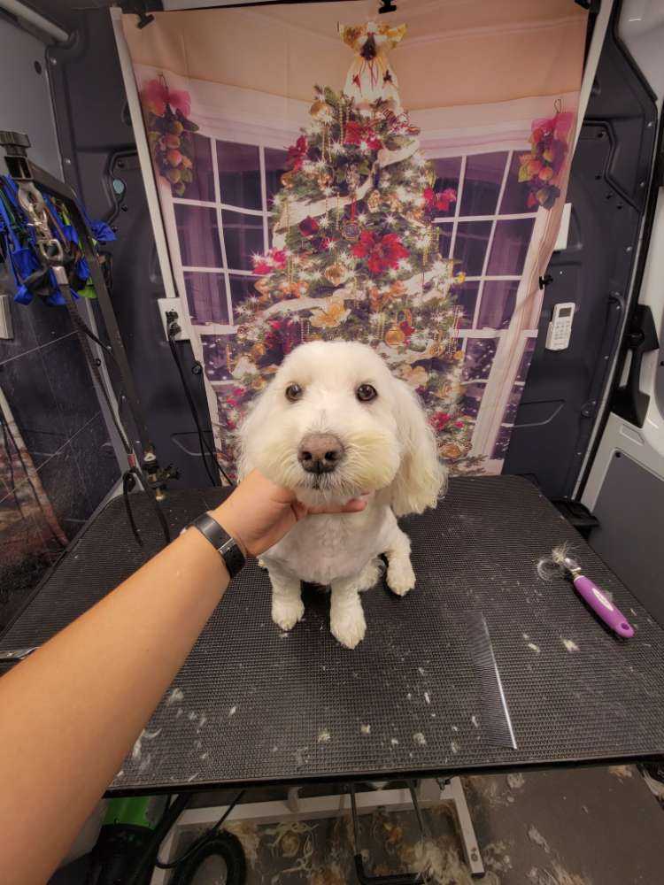 Lola
