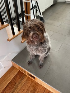Pet