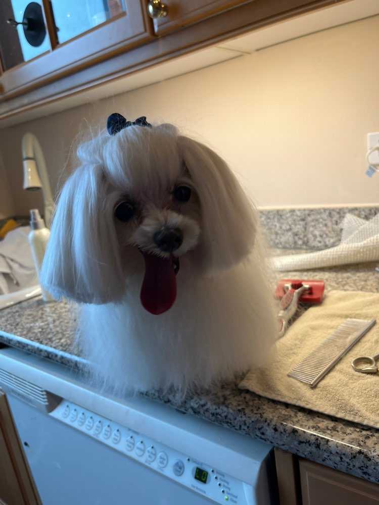 Dog Pet Photo