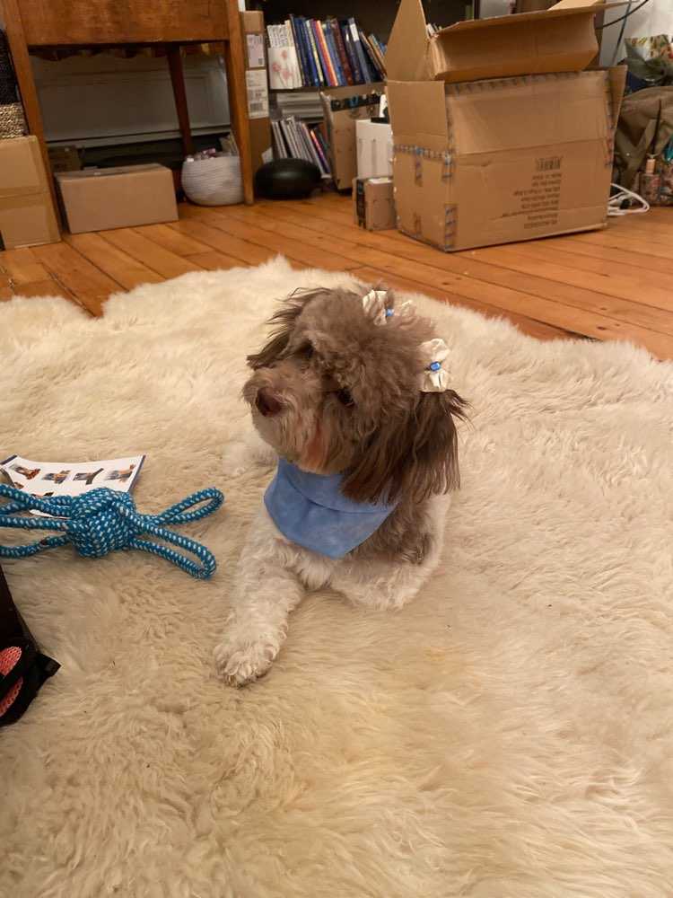 Dog Pet Photo