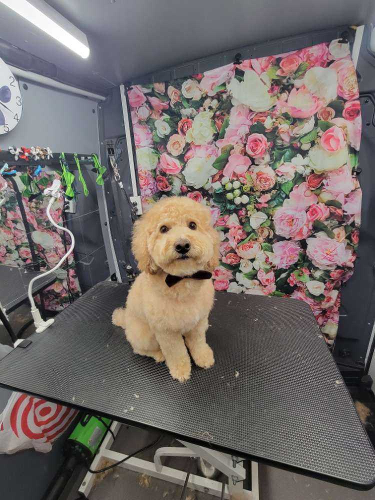 Bear