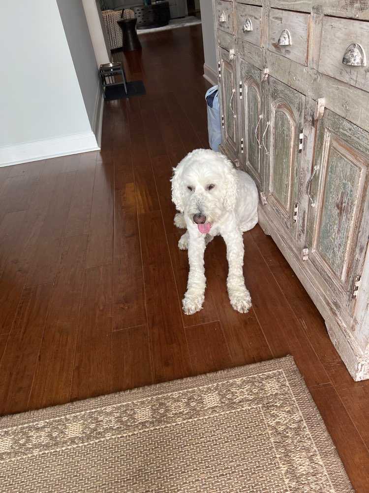 Cooper