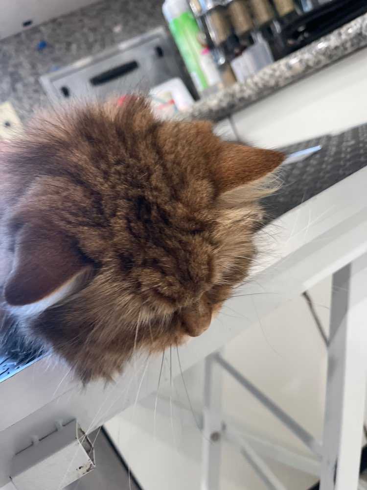 Bella