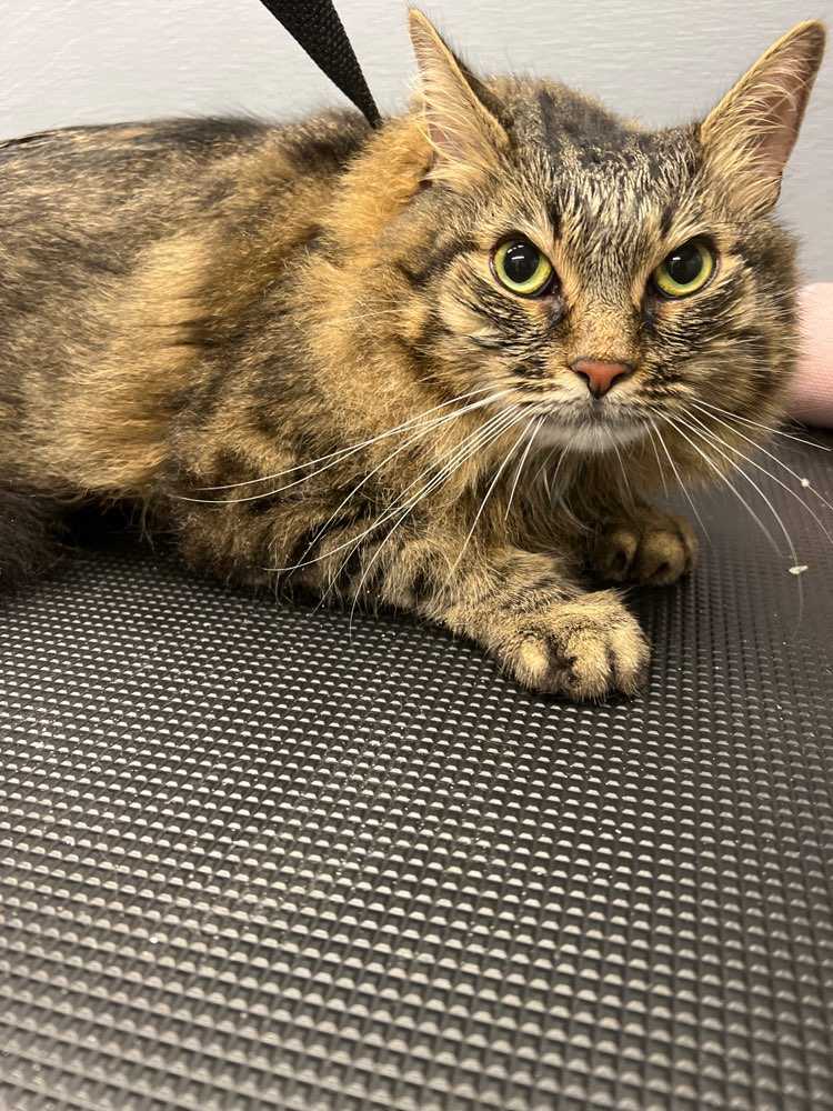 Arabella 