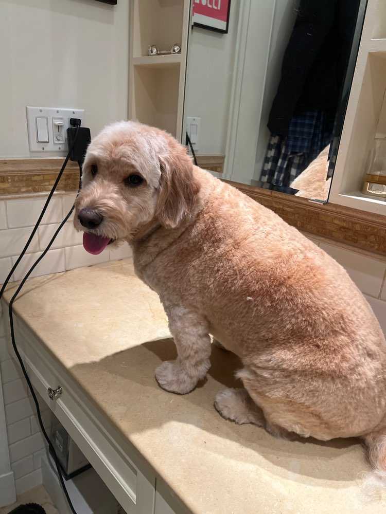 Pet