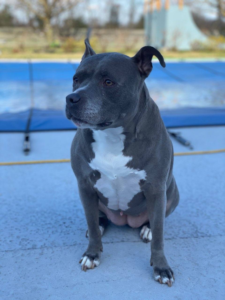 Blue Bella