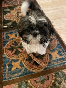 Ziggy