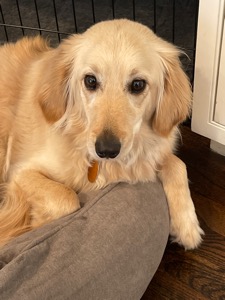 Scout