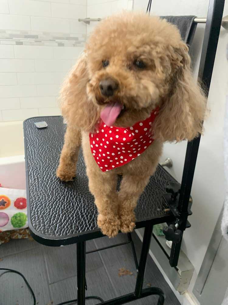 Teddy