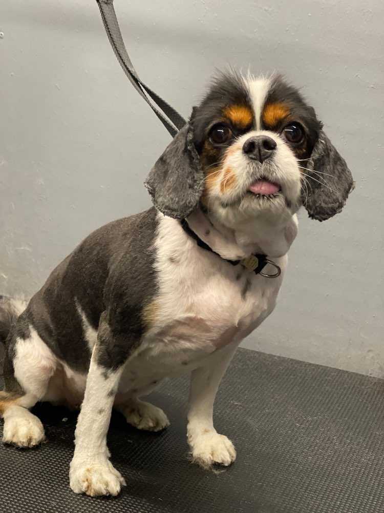 Dog Pet Photo