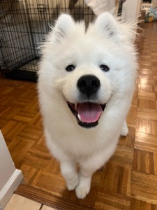 Dog Pet Photo