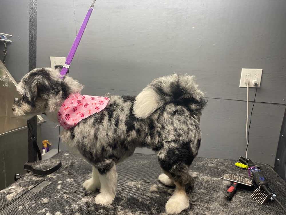 Blakely - Mini Aussiedoodle