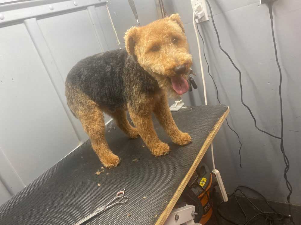 Dog Pet Photo