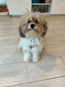 Pet