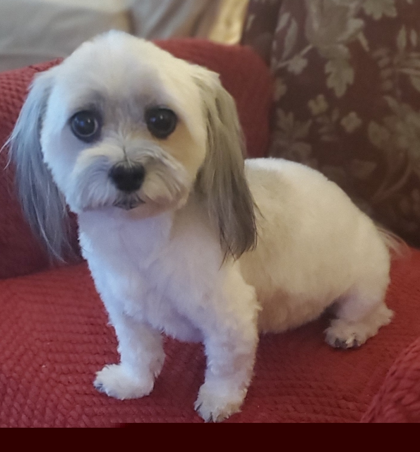 Pet