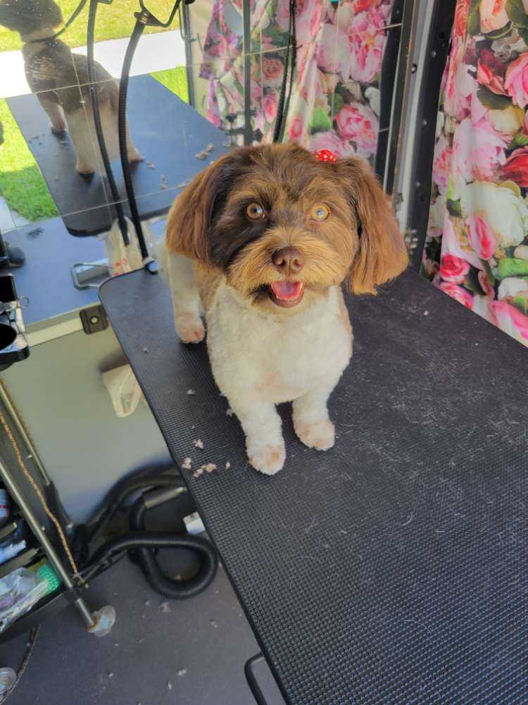 Kahlua