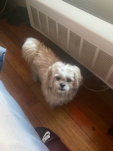 Dog Pet Photo